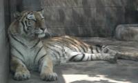 Tiger in Chengdu Zoo