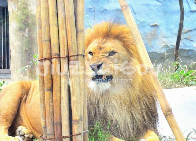 Lion in Chengdu Zoo