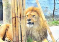 Lion in Chengdu Zoo