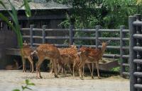 Beer in Chengdu Zoo