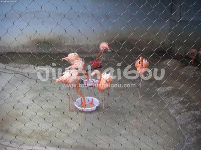 Grane in Chengdu Zoo