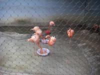 Grane in Chengdu Zoo
