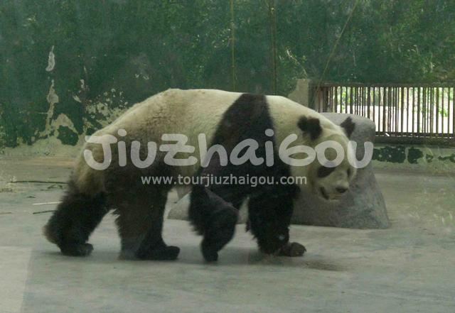 Diant Panda in Chengdu Zoo