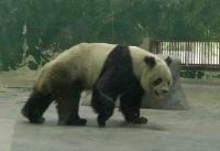 Diant Panda in Chengdu Zoo