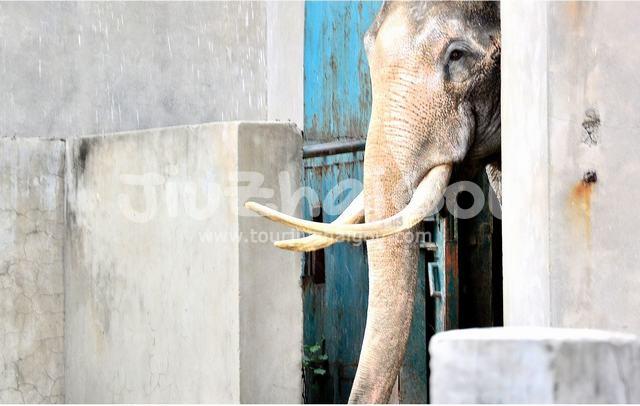 Elephant in Chengdu Zoo