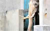 Elephant in Chengdu Zoo