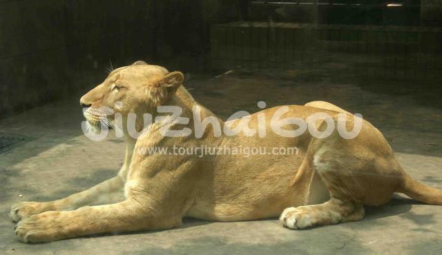 Chengdu Zoo
