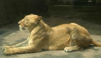 Chengdu Zoo