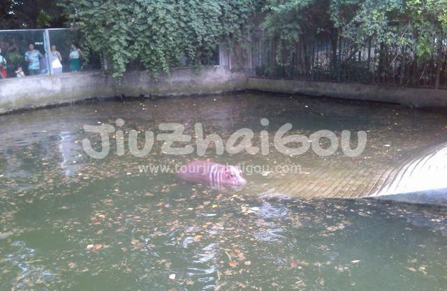 Hippo in Chengdu Zoo