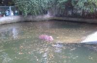 Hippo in Chengdu Zoo