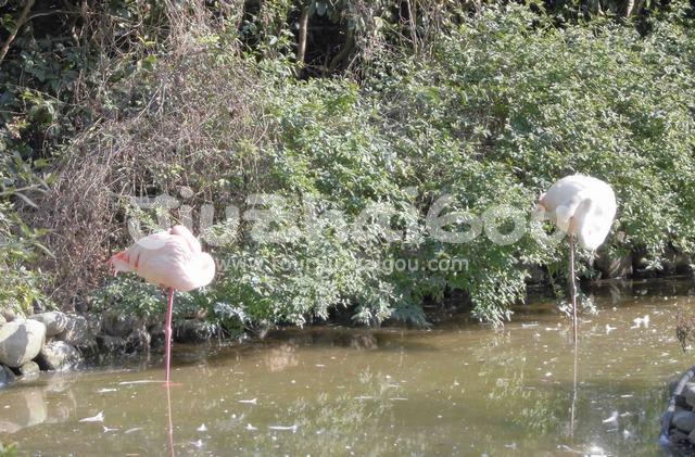 Red-crowned Crane in Chengdu Zoo
