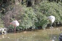 Red-crowned Crane in Chengdu Zoo