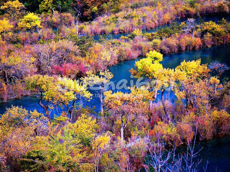 Colorful Forest 