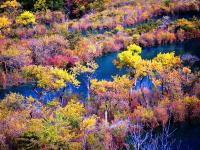 Colorful Forest 