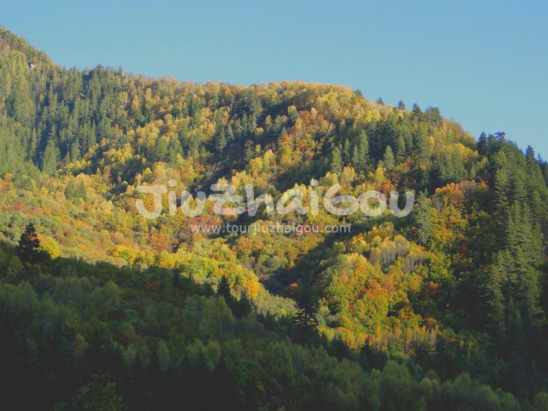 Colorful Forest 