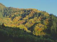 Colorful Forest 