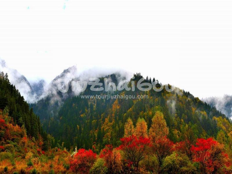 Colorful Forest 