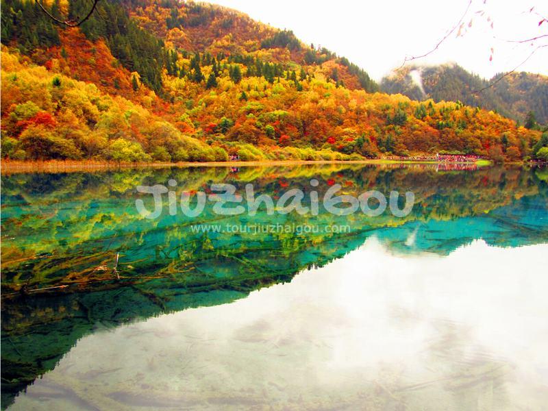 Colorful Forest 