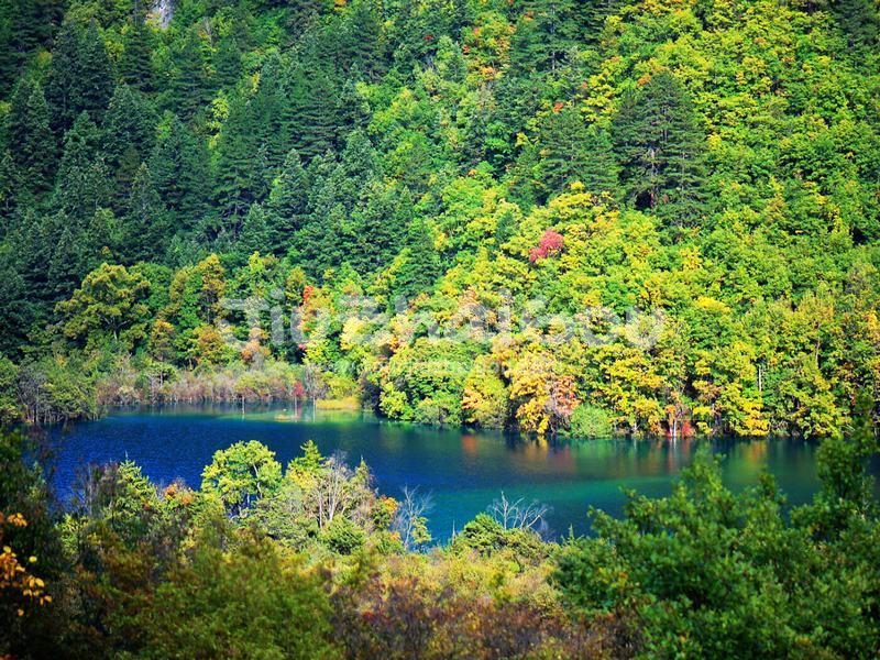 Colorful Forest 