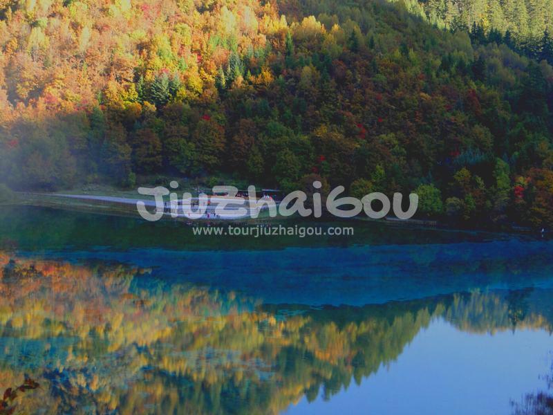 Colorful Forest 