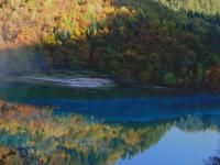 Colorful Forest 