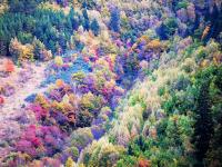 Colorful Forest 