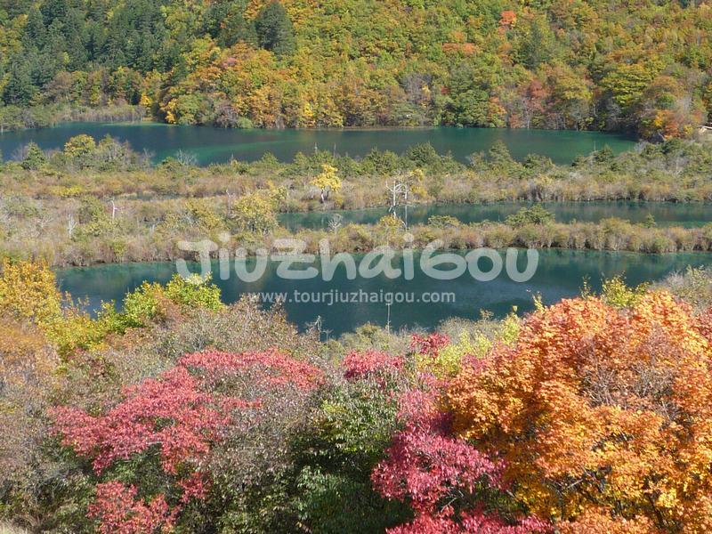 Colorful Forest 