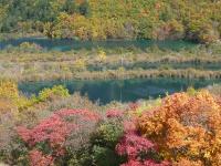 Colorful Forest 