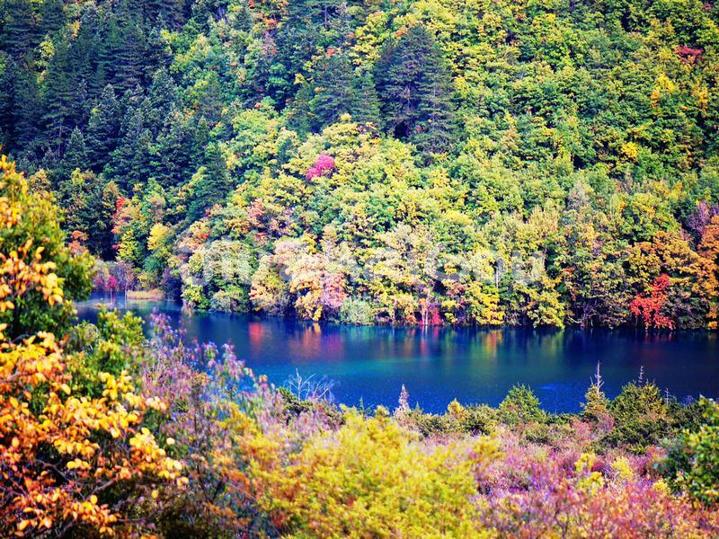 Colorful Forest 