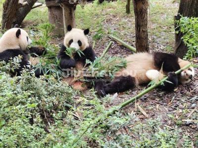 pandas in Dujiangyan Pada Valley