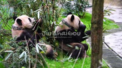 panda bears in Dujiangyan Pada Valley