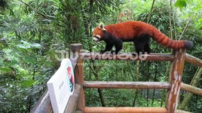 Red panda in Dujiangyan Pada Valley