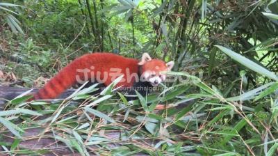 Red panda - Dujiangyan Pada Valley