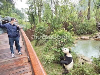 Feed panda in Dujiangyan Pada Valley