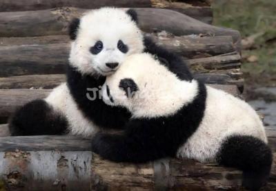 Giant pandas in Dujiangyan Pada Valley