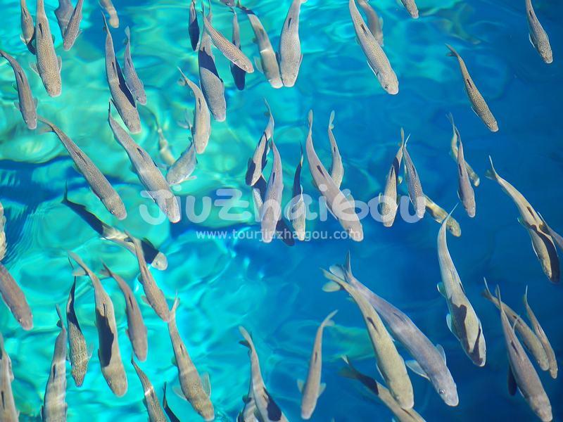 Fish of Jiuzhaigou National Park