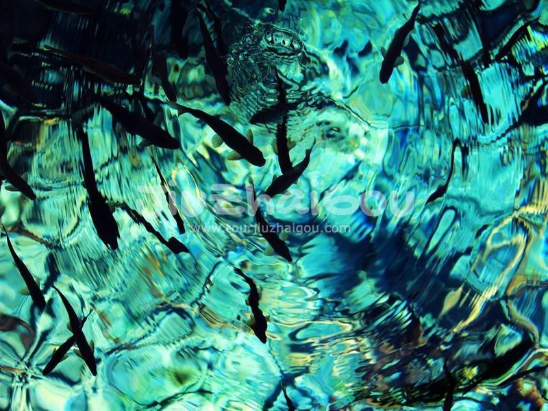 Fish of Jiuzhaigou National Park