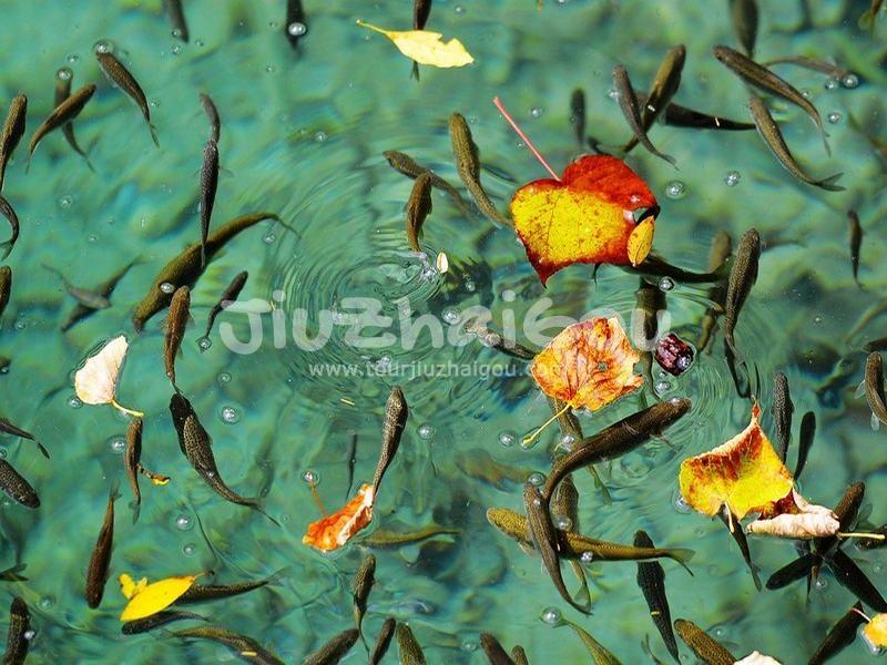 Fish of Jiuzhaigou National Park