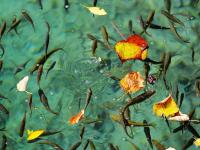 Fish of Jiuzhaigou National Park