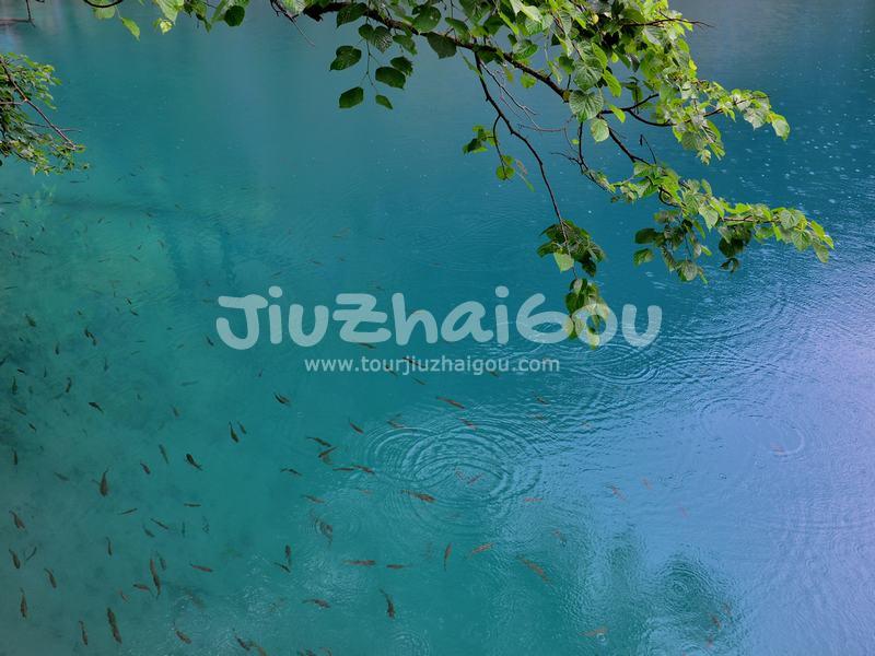 Fish of Jiuzhaigou National Park