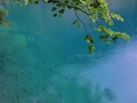 Fish of Jiuzhaigou National Park