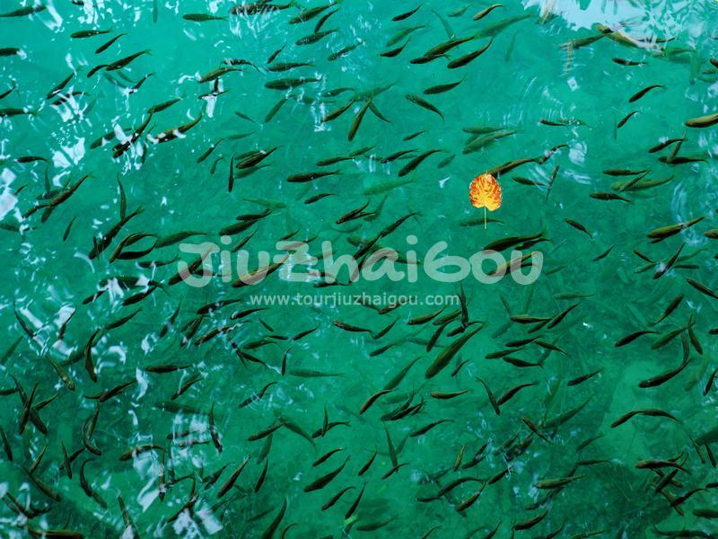 Fish of Jiuzhaigou National Park