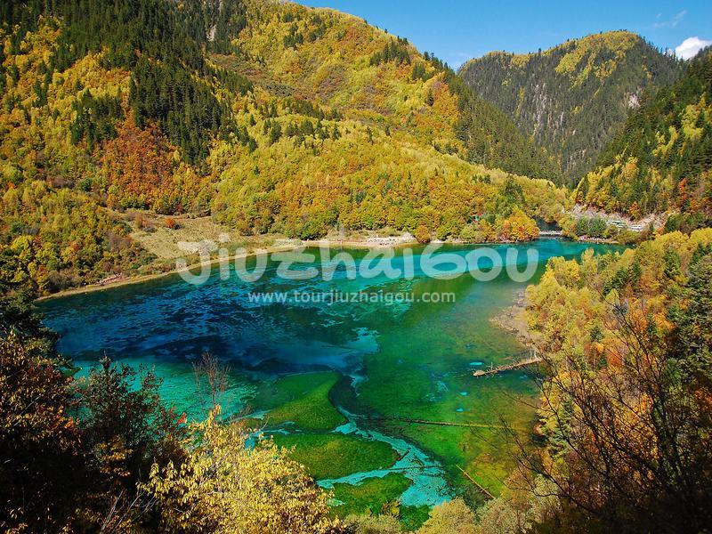  Five-flower Lake Jiuzhaigou