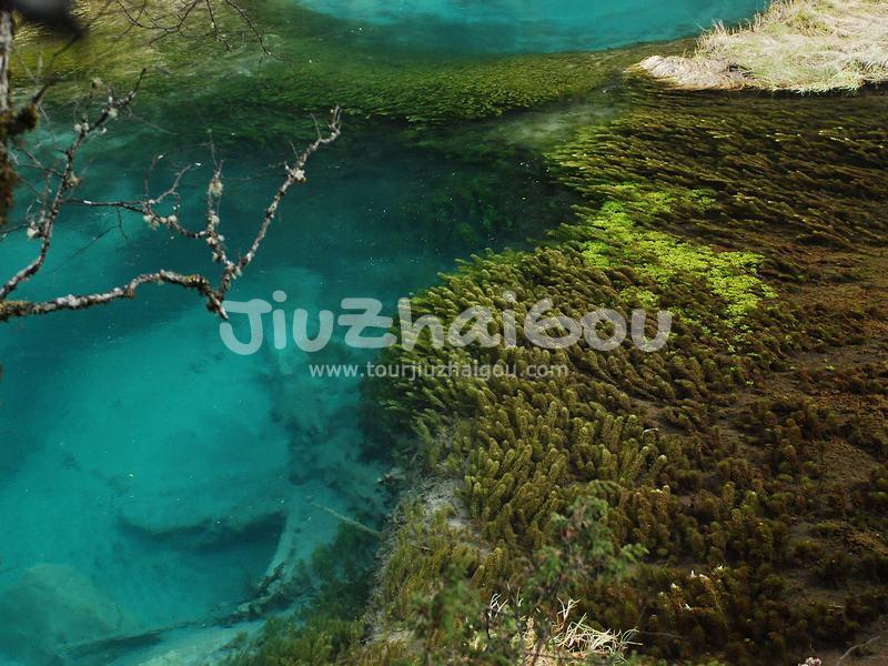 Grass Lake Jiuzhaigou