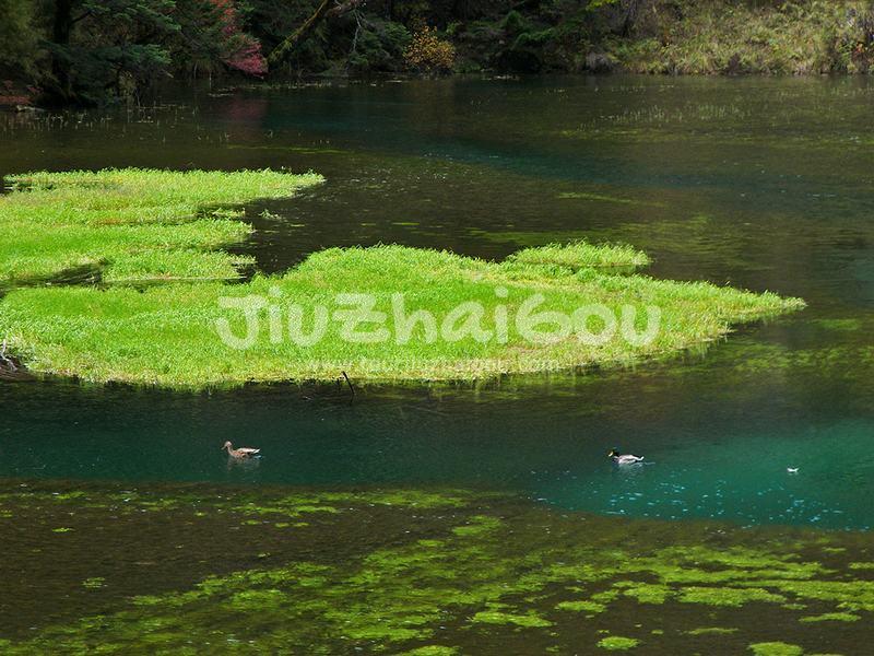 Grass Lake