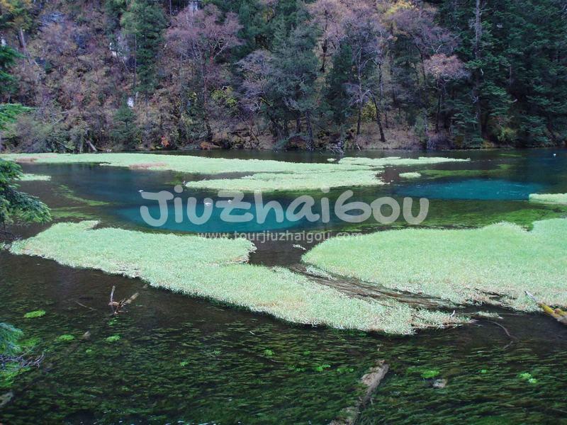Jiuzhaigou Valley Grass Lake