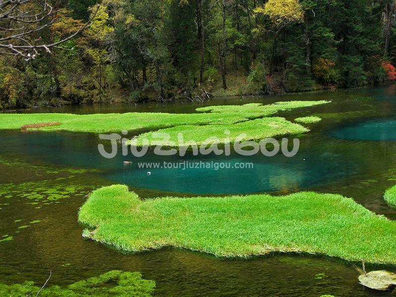Grass Lake
