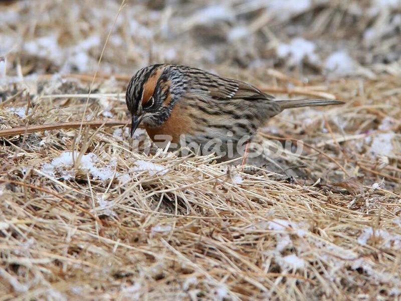 Rufous-breasted Accentor of Jiuzhaigou