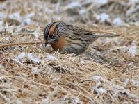 Rufous-breasted Accentor of Jiuzhaigou