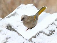 Jiuzhaigou Birds, Garrulax elliotii